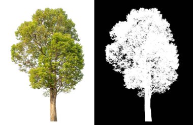 Siyah arkaplanda kırpma yolu ve alfa kanalı olan tek bir ağaç.