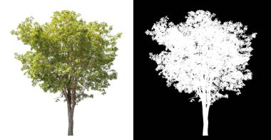 Siyah arkaplanda kırpma yolu ve alfa kanalı olan tek bir ağaç.
