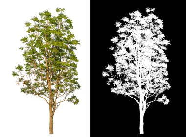 Siyah arkaplanda kırpma yolu ve alfa kanalı olan tek bir ağaç.