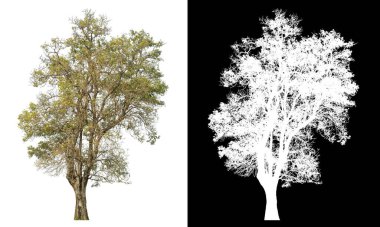 Siyah arkaplanda kırpma yolu ve alfa kanalı olan tek bir ağaç.