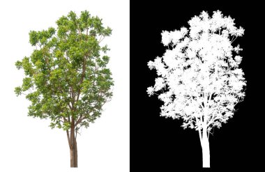 Siyah arkaplanda kırpma yolu ve alfa kanalı olan tek bir ağaç.