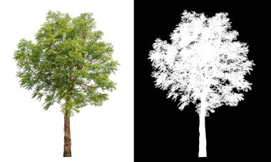 Siyah arkaplanda kırpma yolu ve alfa kanalı olan tek bir ağaç.