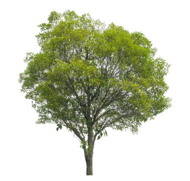 beyaz arkaplanda izole edilmiş yeşil ağaç.