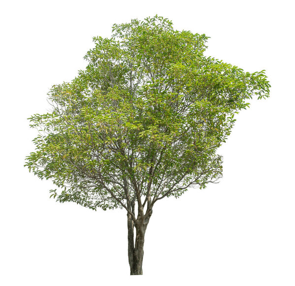Green tree isolated on white background.