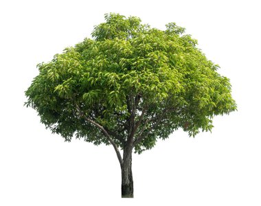 beyaz arkaplanda izole edilmiş yeşil ağaç.