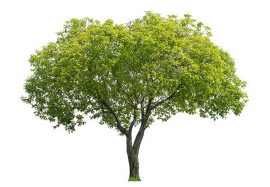 beyaz arkaplanda izole edilmiş yeşil ağaç.