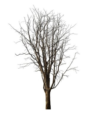 Beyaz arkaplanda izole edilmiş ölü ağaç.