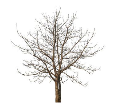 Beyaz arkaplanda izole edilmiş ölü ağaç.