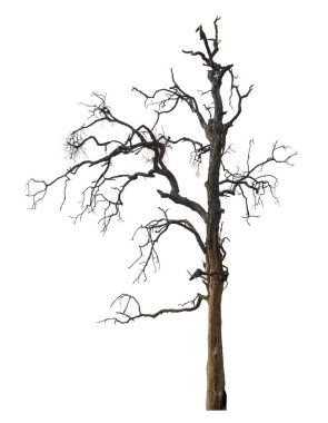 Beyaz arkaplanda izole edilmiş ölü ağaç.