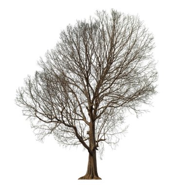 Beyaz arkaplanda izole edilmiş ölü ağaç.