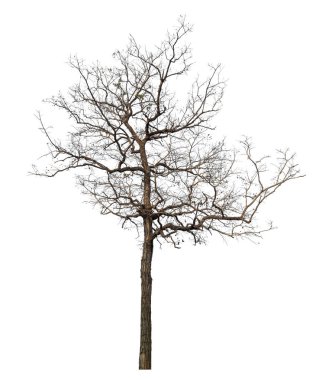 Beyaz arkaplanda izole edilmiş ölü ağaç.