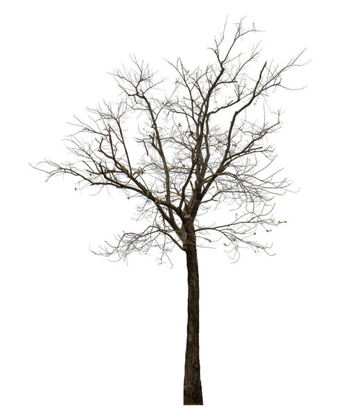 tree isolated on white background.