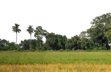 Beyaz zemin üzerinde yüksek çözünürlüklü bir grup zengin yeşil ağaç.
