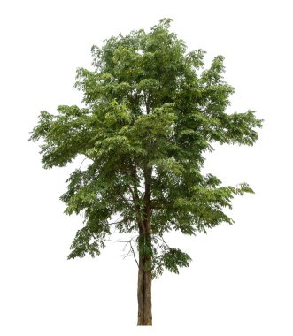 beyaz arkaplanda izole edilmiş yeşil ağaç.