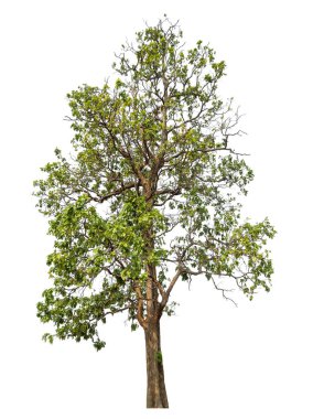 beyaz arkaplanda izole edilmiş yeşil ağaç.