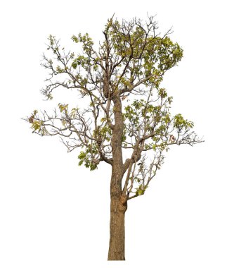Beyaz arkaplanda izole edilmiş ağaç.
