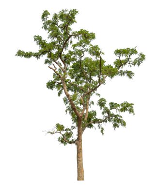 beyaz arkaplanda izole edilmiş yeşil ağaç.