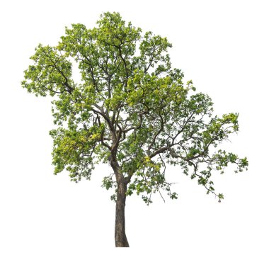 beyaz arkaplanda izole edilmiş yeşil ağaç.