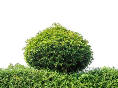 Shrubs isolated on white background with clipping path and alpha channel.