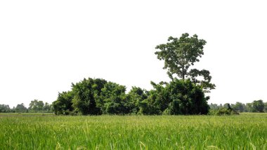 Beyaz zemin üzerinde yüksek çözünürlüklü bir grup zengin yeşil ağaç.