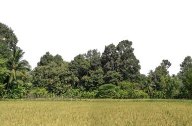 Beyaz zemin üzerinde yüksek çözünürlüklü bir grup zengin yeşil ağaç.