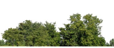 Beyaz zemin üzerinde yüksek çözünürlüklü bir grup zengin yeşil ağaç.