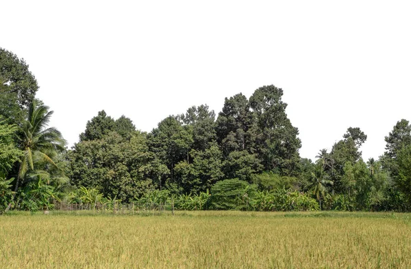 Beyaz zemin üzerinde yüksek çözünürlüklü bir grup zengin yeşil ağaç.