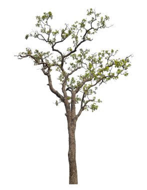 Beyaz arkaplanda izole edilmiş ağaç.