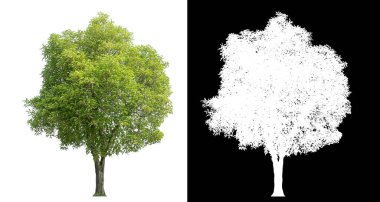 Siyah arkaplanda kırpma yolu ve alfa kanalı olan izole edilmiş yeşil ağaç.