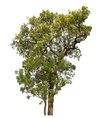 Beyaz arkaplanda izole edilmiş ağaç.