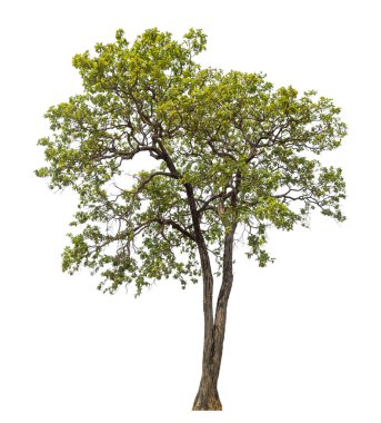 Beyaz arkaplanda izole edilmiş ağaç.