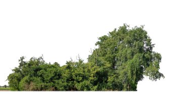 Beyaz zemin üzerinde yüksek çözünürlüklü bir grup zengin yeşil ağaç.