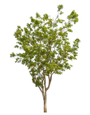 beyaz arkaplanda izole edilmiş yeşil ağaç.