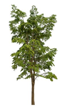 beyaz arkaplanda izole edilmiş yeşil ağaç.