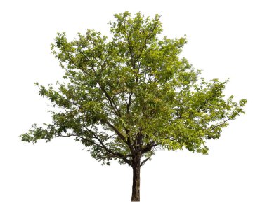 beyaz arkaplanda izole edilmiş yeşil ağaç.