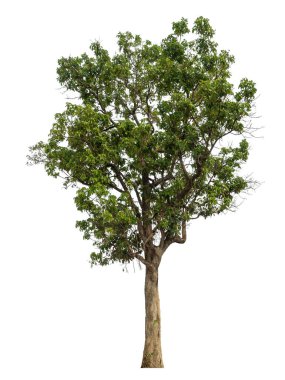 beyaz arkaplanda izole edilmiş yeşil ağaç.