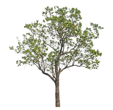 beyaz arkaplanda izole edilmiş yeşil ağaç.