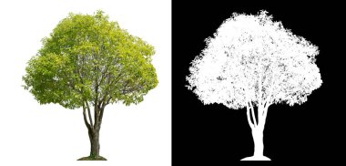 Siyah arkaplanda kırpma yolu ve alfa kanalı olan izole edilmiş yeşil ağaç.