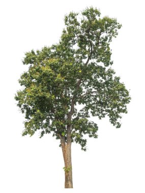 Beyaz arkaplanda izole edilmiş ağaçlar hem yazdırma hem de web sayfaları için uygundur.