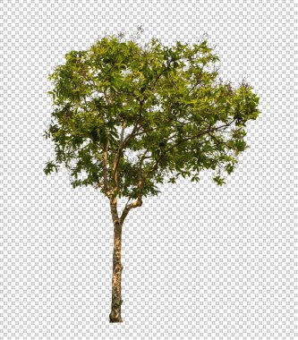 Kesme yolu olan şeffaf resim arkaplanı, kırpma yolu ve alfa kanalı olan tek ağaç