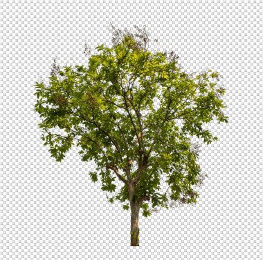 Kesme yolu olan şeffaf resim arkaplanı, kırpma yolu ve alfa kanalı olan tek ağaç