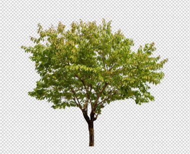 Kesme yolu olan şeffaf resim arkaplanı, kırpma yolu ve alfa kanalı olan tek ağaç