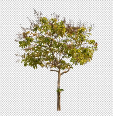 Kesme yolu olan şeffaf resim arkaplanı, kırpma yolu ve alfa kanalı olan tek ağaç