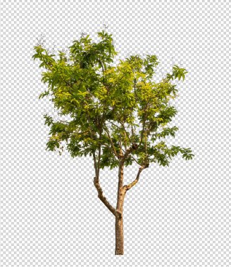 Kesme yolu olan şeffaf resim arkaplanı, kırpma yolu ve alfa kanalı olan tek ağaç