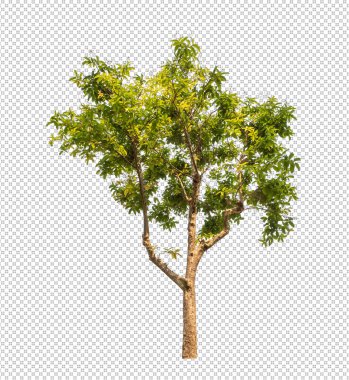 Kesme yolu olan şeffaf resim arkaplanı, kırpma yolu ve alfa kanalı olan tek ağaç