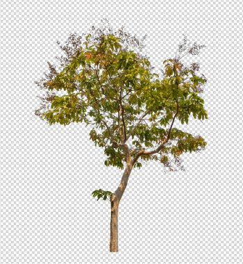 Kesme yolu olan şeffaf resim arkaplanı, kırpma yolu ve alfa kanalı olan tek ağaç