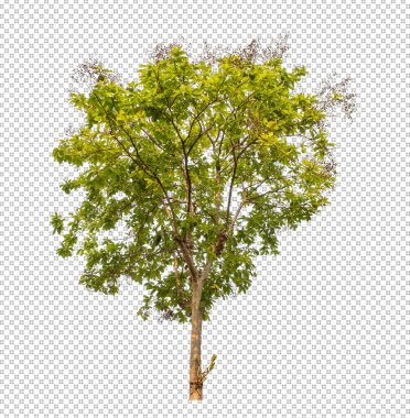 Kesme yolu olan şeffaf resim arkaplanı, kırpma yolu ve alfa kanalı olan tek ağaç