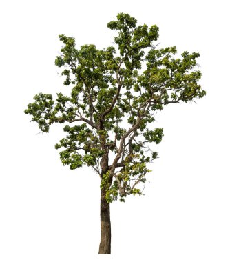 beyaz arkaplanda izole edilmiş yeşil ağaç.