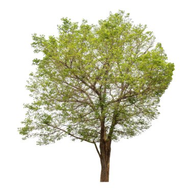 beyaz arkaplanda izole edilmiş yeşil ağaç.