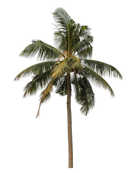 coconut tree isolated on white background.